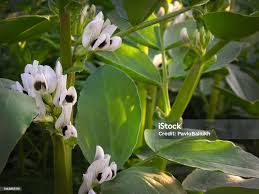 Attēlu rezultāti vaicājumam “Vicia faba flower”