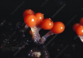 Attēlu rezultāti vaicājumam “Trichia decipiens”