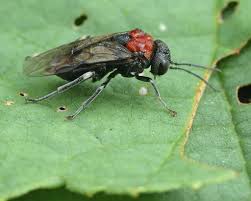 Attēlu rezultāti vaicājumam “Eriocampa ovata”