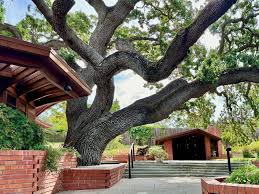 Attēlu rezultāti vaicājumam “Reticularia lobata”