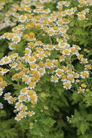 Image result for Tanacetum parthenium