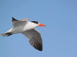 Attēlu rezultāti vaicājumam “Hydroprogne caspia”