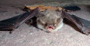 Attēlu rezultāti vaicājumam “Myotis nattereri”