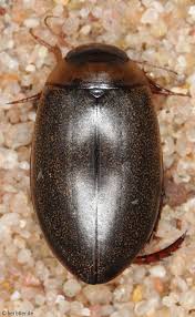 Attēlu rezultāti vaicājumam “Grynocharis oblonga”