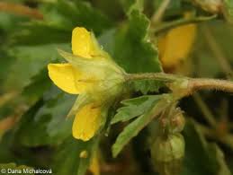 Attēlu rezultāti vaicājumam “Waldsteinia geoides”