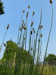 Attēlu rezultāti vaicājumam “Plantago lanceolata flower”