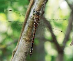 Attēlu rezultāti vaicājumam “Aeshna mixta male”