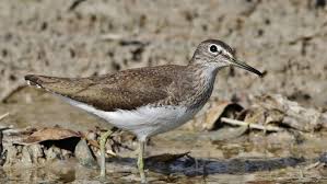 Attēlu rezultāti vaicājumam “Tringa ochropus”