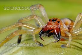 Attēlu rezultāti vaicājumam “Cheiracanthium sp.”