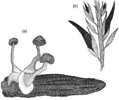 Attēlu rezultāti vaicājumam “Claviceps purpurea”
