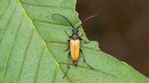 Attēlu rezultāti vaicājumam “Leptura rubra”