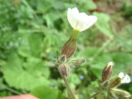 Attēlu rezultāti vaicājumam “Silene latifolia subsp. alba flower”