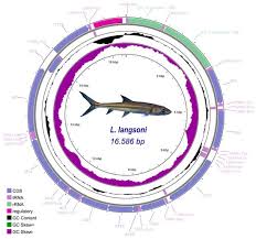 Image result for Cyprinus megalophthalmus