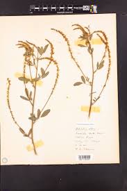 Attēlu rezultāti vaicājumam “Melilotus wolgicus flower”