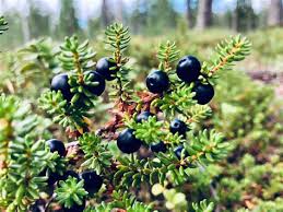 Attēlu rezultāti vaicājumam “Empetrum nigrum leaf”