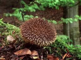 Attēlu rezultāti vaicājumam “Lycoperdon echinatum”