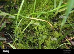 Attēlu rezultāti vaicājumam “Cratoneuron filicinum”