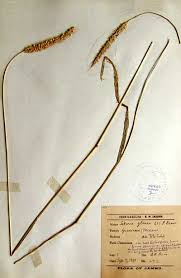 Attēlu rezultāti vaicājumam “Setaria glauca”