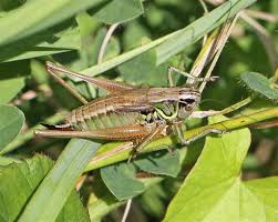 Attēlu rezultāti vaicājumam “Metrioptera roeselii”