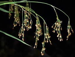 Attēlu rezultāti vaicājumam “Luzula luzuloides leaf”