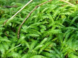 Attēlu rezultāti vaicājumam “Plagiothecium sp.”