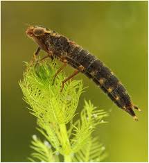 Attēlu rezultāti vaicājumam “Aeshna grandis”