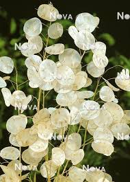 Attēlu rezultāti vaicājumam “Lunaria annua”