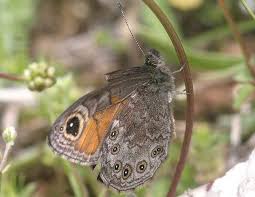 Attēlu rezultāti vaicājumam “Lasiommata petropolitana”