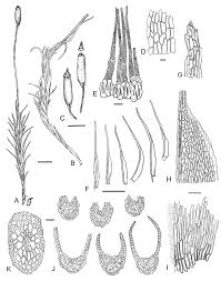 Attēlu rezultāti vaicājumam “Distichium capillaceum”