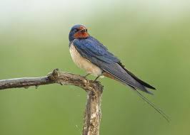 Attēlu rezultāti vaicājumam “Hirundo rustica”