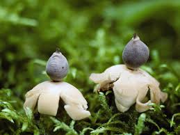 Attēlu rezultāti vaicājumam “Geastrum quadrifidum”