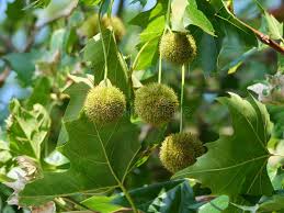 Attēlu rezultāti vaicājumam “Platanus x hispanica (syn. Platanus x acerifolia)”