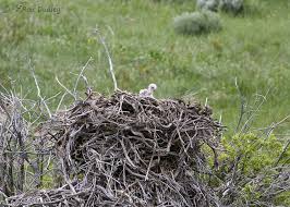 Attēlu rezultāti vaicājumam “Scolopax rusticola nest”