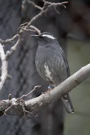 Image result for Zoothera sibirica