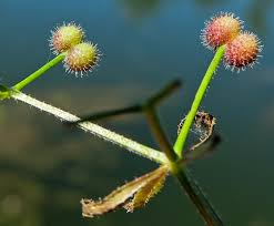 Attēlu rezultāti vaicājumam “Galium album fruit”