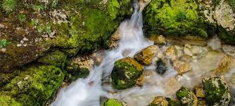 Attēlu rezultāti vaicājumam “Hildenbrandia rivularis”