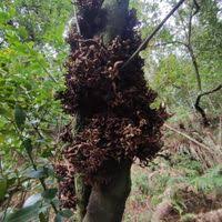 Attēlu rezultāti vaicājumam “Exobasidiales”