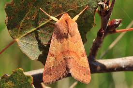 Attēlu rezultāti vaicājumam “Agrochola helvola imago”