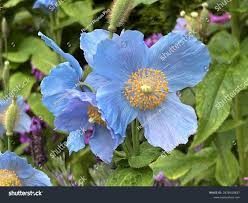Image result for Meconopsis betonicifolia
