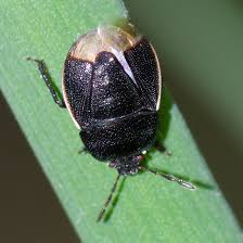 Attēlu rezultāti vaicājumam “Cydnidae”