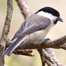 Attēlu rezultāti vaicājumam “Poecile palustris adult”