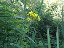 Attēlu rezultāti vaicājumam “Jacobaea paludosa”