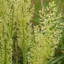 Attēlu rezultāti vaicājumam “Trisetum flavescens flower”