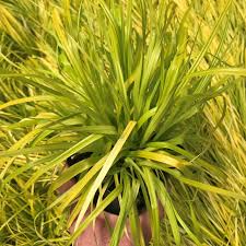 Attēlu rezultāti vaicājumam “Carex loliacea leaf”