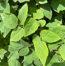 Attēlu rezultāti vaicājumam “Aegopodium podagraria leaf”