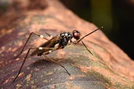 Attēlu rezultāti vaicājumam “Micropezidae”