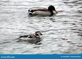 Attēlu rezultāti vaicājumam “Anas platyrhynchos juvenile”