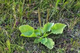 Attēlu rezultāti vaicājumam “Plantago major subsp. intermedia leaf”
