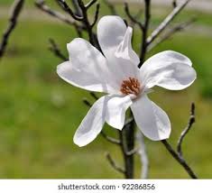 Attēlu rezultāti vaicājumam “Magnolia cylindrica”