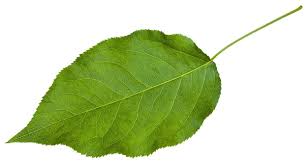 Attēlu rezultāti vaicājumam “Sambucus racemosa leaf”